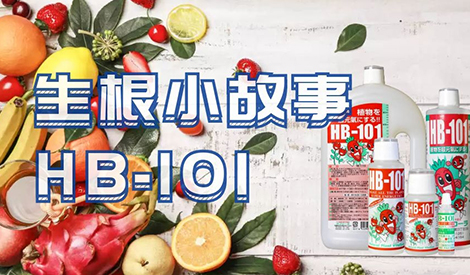 HB-101：生根有多快？一天看得见！