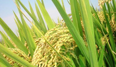 Wuchang Seminar on Japan’s Rice Production Technology