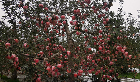 Effect of Meister (Compound Fertilizer) on Apple 3