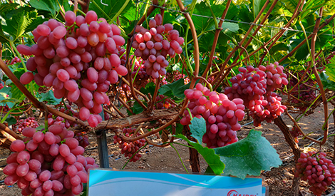 Effect of Li Wan and Meister(Controlled Release) on Grape