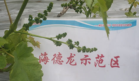 Effect of Haidel Nutrition Program on Grape