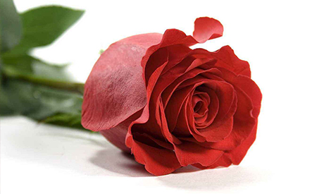 Effect of Tian Zhi Yang 482 and HD-Alga Plus​ on Rose