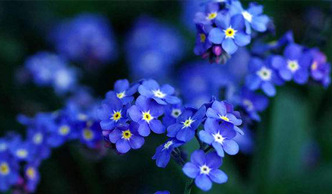 Effect of Tian Zhi Yang 482 and HD-Alga Plus​ on Myosotis