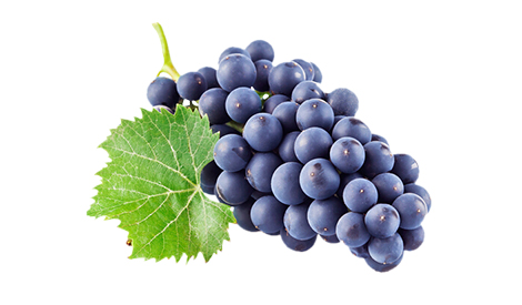 Effect of Meister (Compound Fertilizer) on Grape 2