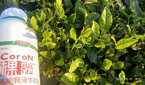 茶叶用棵露，农户“直接服了”！