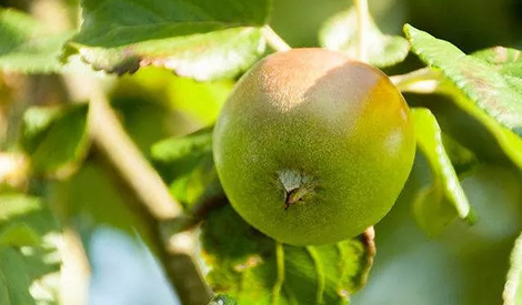 苹果膨大期，施肥不对，高产没指望！