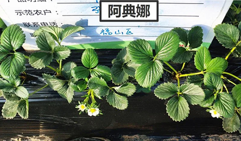 腐植酸+海藻酸，冬季草莓壮棵促花的“黄金搭档”
