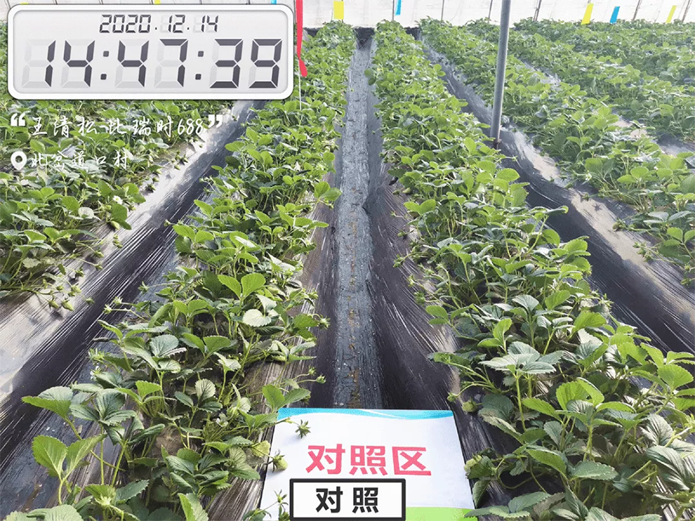 冲一遍肥料，草莓提前15天上市，怎么做到的？