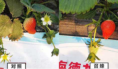 草莓花果期，授粉是关键：如何让蜜蜂早出晚归，雨天还加班？