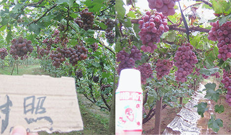 早春冻害，果树不萌芽怎么办？植物界神仙水HB-101了解一下！