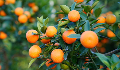每棵一斤美思特，柑橘一个月强壮树势、缓解黄化