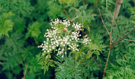 Effect of Meister on Ligusticum chuanxiong hort