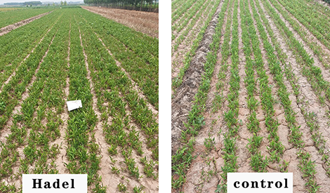 Effect of HB-101 on Pinellia ternata