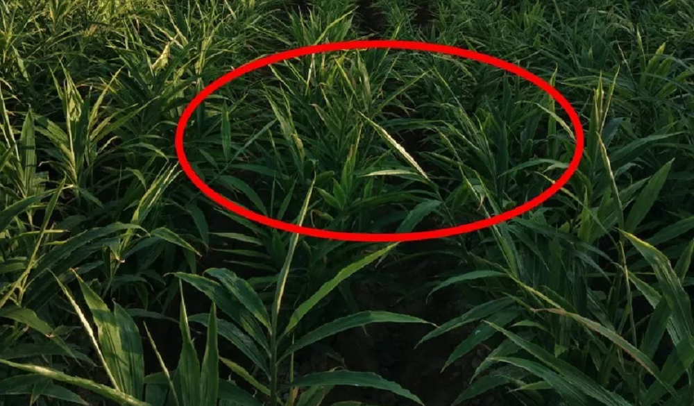 【Feibaode】9 days to cure dried and yellow ginger leaves！