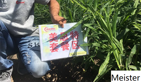 Meister Ginger: vigorous growth in the last month！