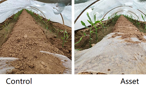 Ginger problems - weak young sprouts, underdeveloped root system?