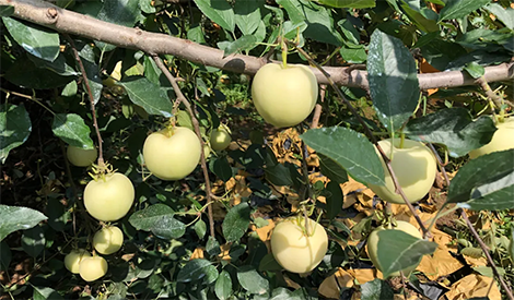 How do you grow these unbelievable apples?