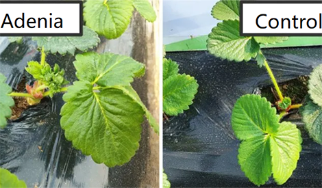 Humic acid + alginic acid - golden partners of winter strawberry