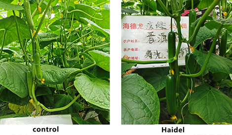 Cucumbers Seriously Falling Flowers , Use Lianglv Soon