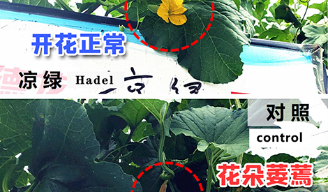 How to solve the problem of young melon falling off？
