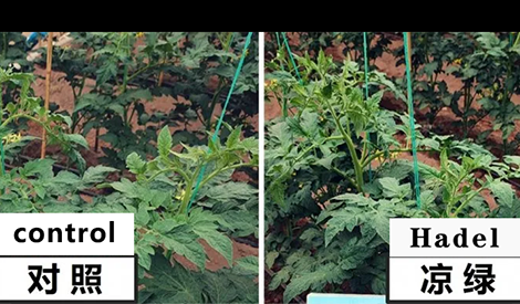Monitor the entire growth cycle and significantly increase tomato production