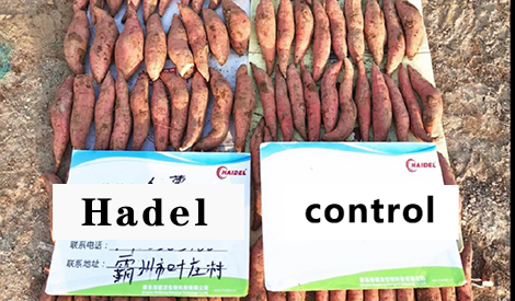 It is too troublesome to grow sweet potatoes and apply fertilizer three times a year,Using Meister makes it easier for y