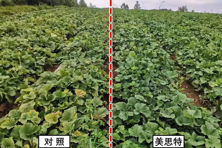 西瓜甜瓜底肥为什么要用美思特？叶片一对比，就知道答案了！