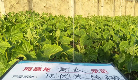 For cucumber planting in winter, the root system is the basis for healthy growth——Gen You Xian