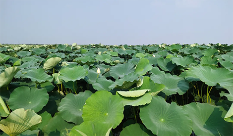 The special controlled-release fertilizer for lotus root has superior effect!——Meister