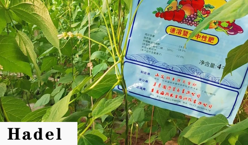 How to increase the blooming volume of kidney beans in winter? Citrate Phosphorus Anhydride