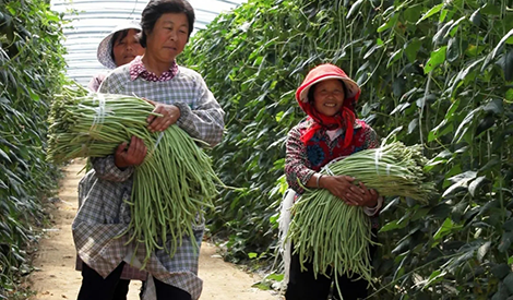 Solve premature yellowing of beans