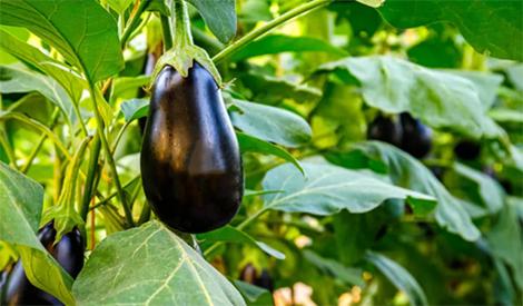 Eggplant market in the morning, fertilizer utilization is the key