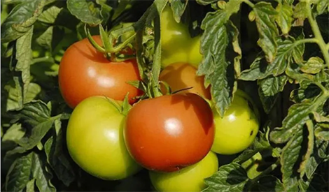 The root system grows explosively!---Asset