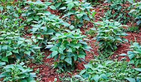 What is lead fertilizer