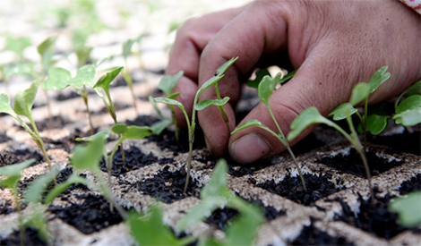 Stout cabbage seedlings---Tian Zhi Yang 482