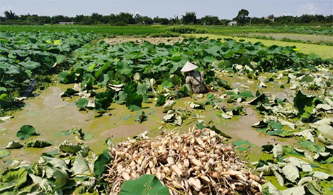 Three-sectioned lotus root is more than half a catty heavier than four-sectioned lotus root