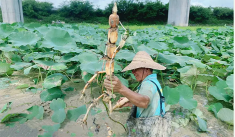 The yield per mu is 2800 jin. What fertilizer does this lotus root chase?