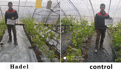 The grapes are in good shape and the trees are vigorous. It was originally a set.