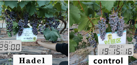 Grapes turn slowly? Hurry up with Brixer! Helping high-quality color change of grapes