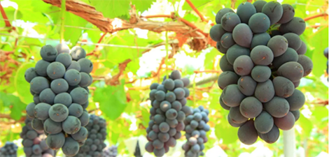 The grapes are used twice, the color changes quickly, and the effect of puffing and improving the quality of the fruit i