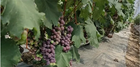 Difficulty turning grapes? Give you some color to see!