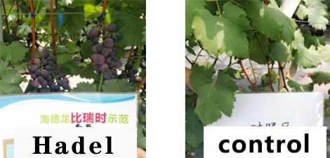 Its time for the grapes to turn color! the color turns beautifully and the sugar content is high!