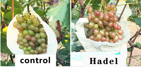 Grapes turn organically, have you heard of it?
