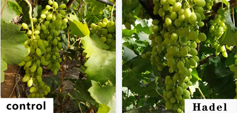 On a cloudy and rainy day, the grapes are still heading well and growing strong