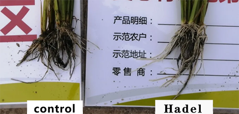 The same is controlled release fertilizer, where is the difference?