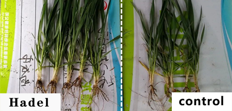 How is wheat with strong roots and strong seedlings made?