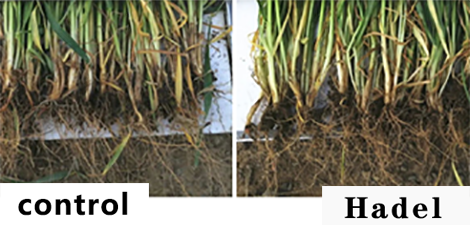 Wheat Sheath Blight? Yellow squat seedlings? No capillary roots? use it